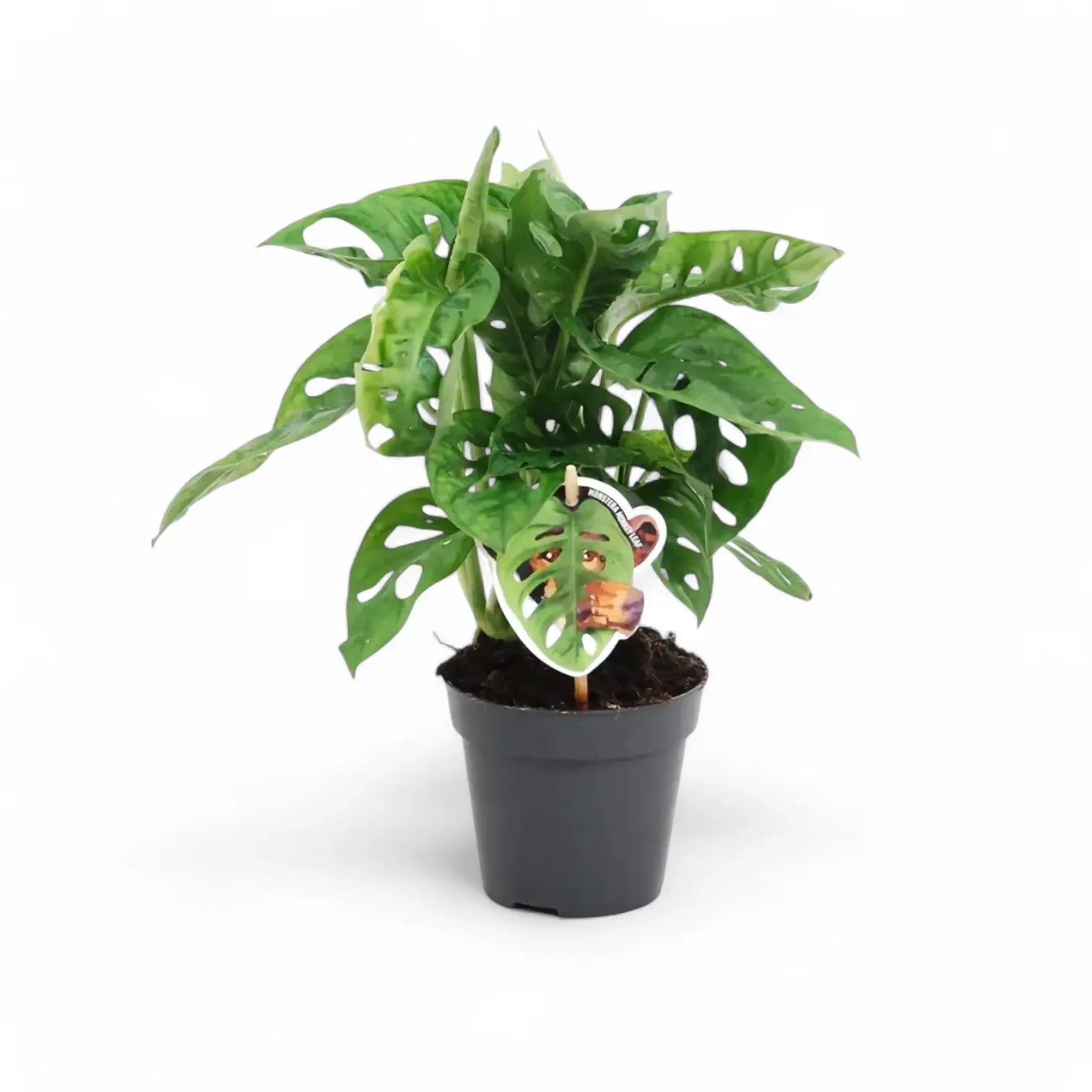 Monstera adansonii 'Monkey leaf' potted houseplant in nursery pot on white background, product photo 10.