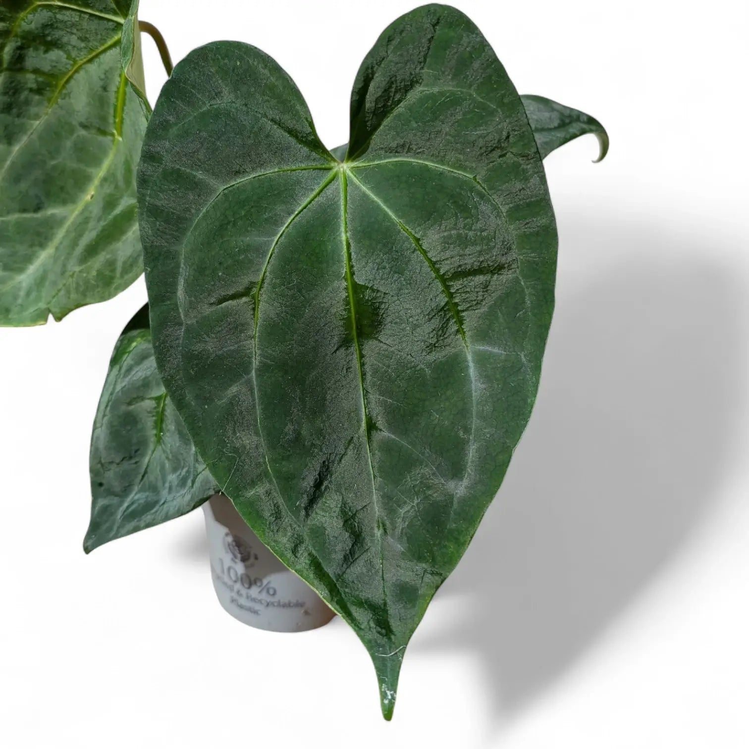 Anthurium 'Dark Phoenix' – Topfpflanze im Kulturtopf vor weißem Hintergrund, Produktfoto 3.