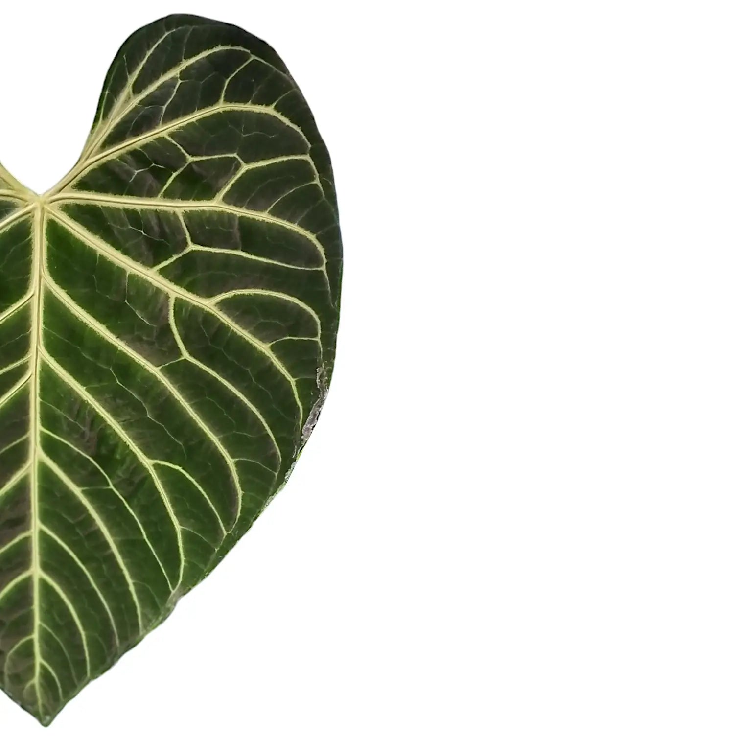 Nahaufnahme eines Blatts von Anthurium regale vor weißem Hintergrund.