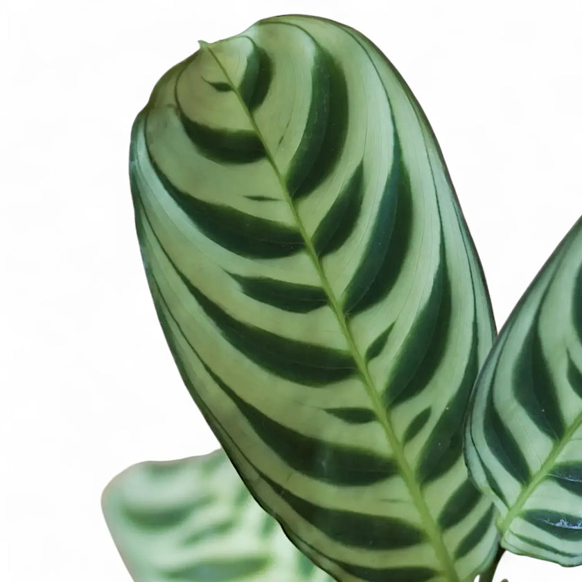 Ctenanthe burle-marxii leaf close-up on white background.