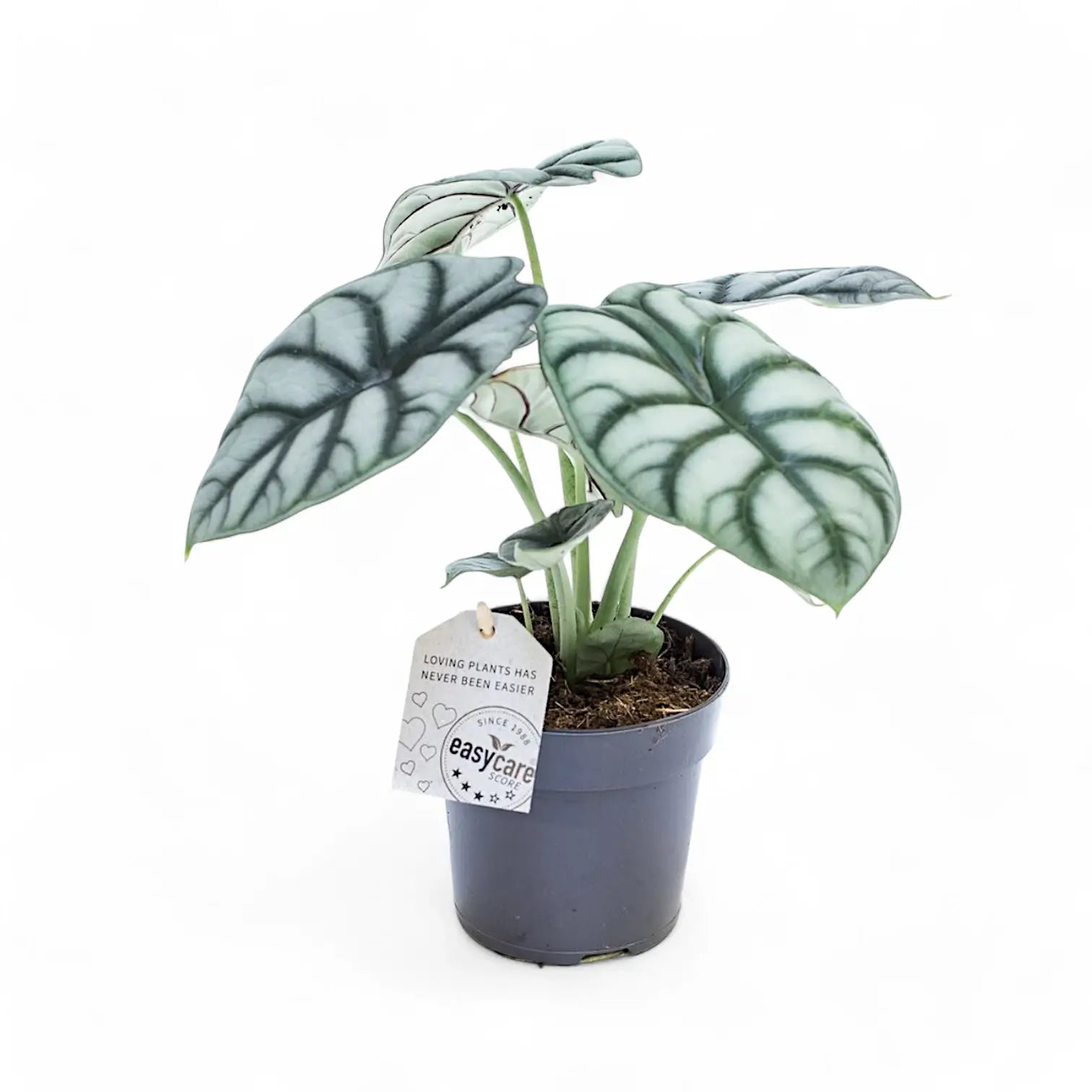 Alocasia baginda 'Silver dragon' potted houseplant in nursery pot on white background, product photo 14.