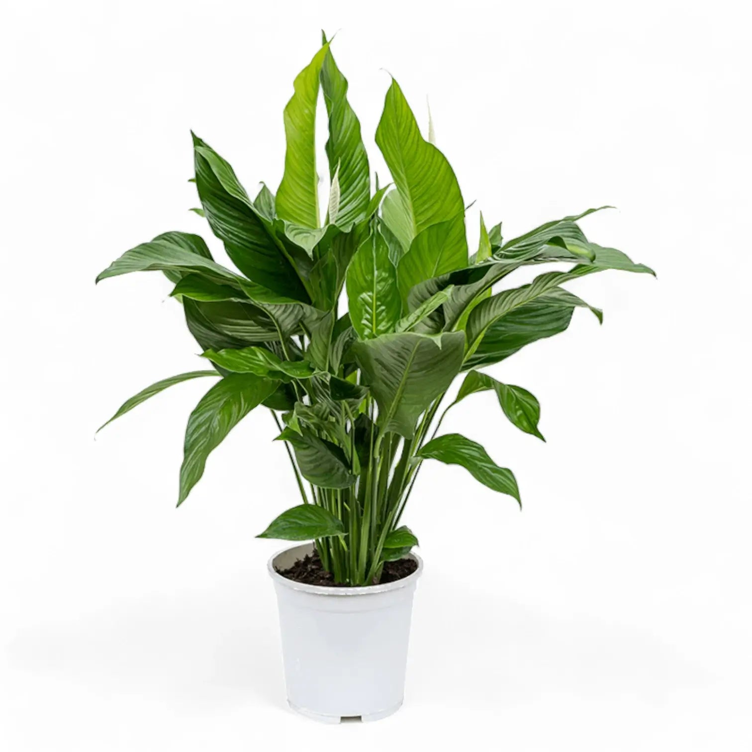 Spathiphyllum 'Sweet Lauretta' potted houseplant in nursery pot on white background, product photo 3.