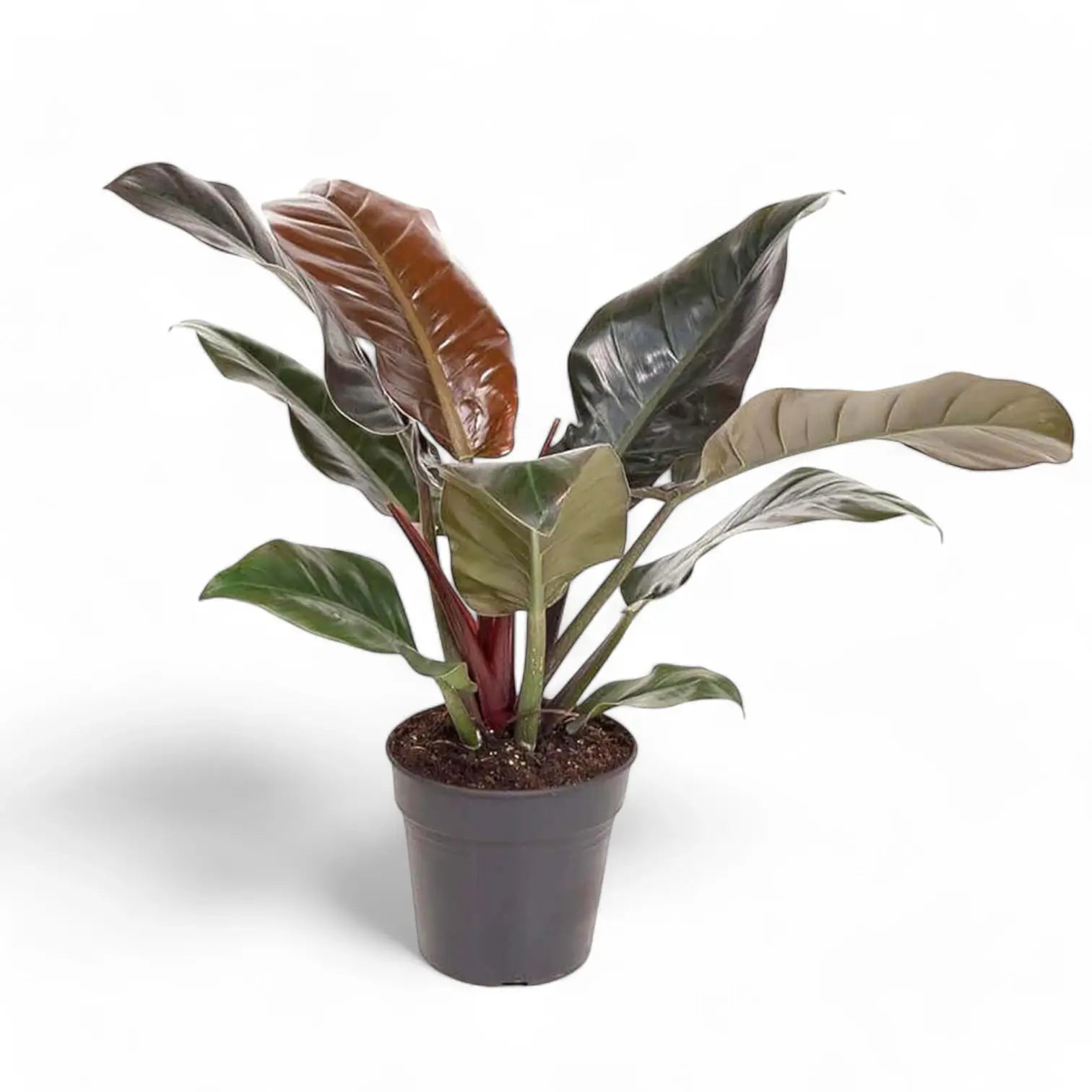 Philodendron 'Imperial red' – Zimmerpflanze im Kulturtopf auf weißem Hintergrund, Produktfoto 6.