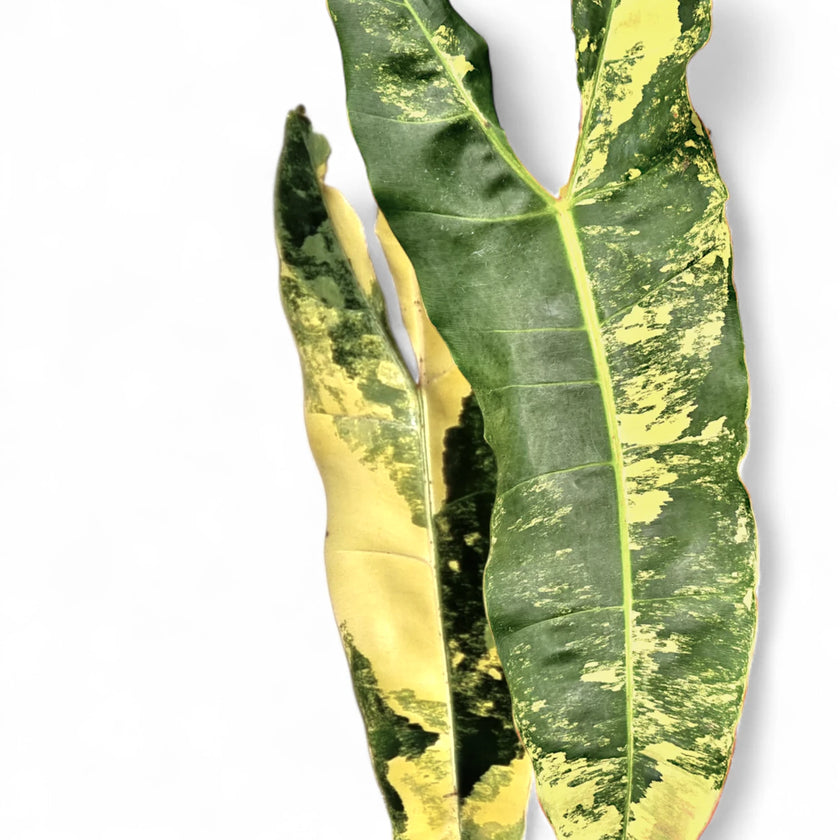 Nahaufnahme eines Blatts von Philodendron billietiae variegata vor weiĂem Hintergrund.