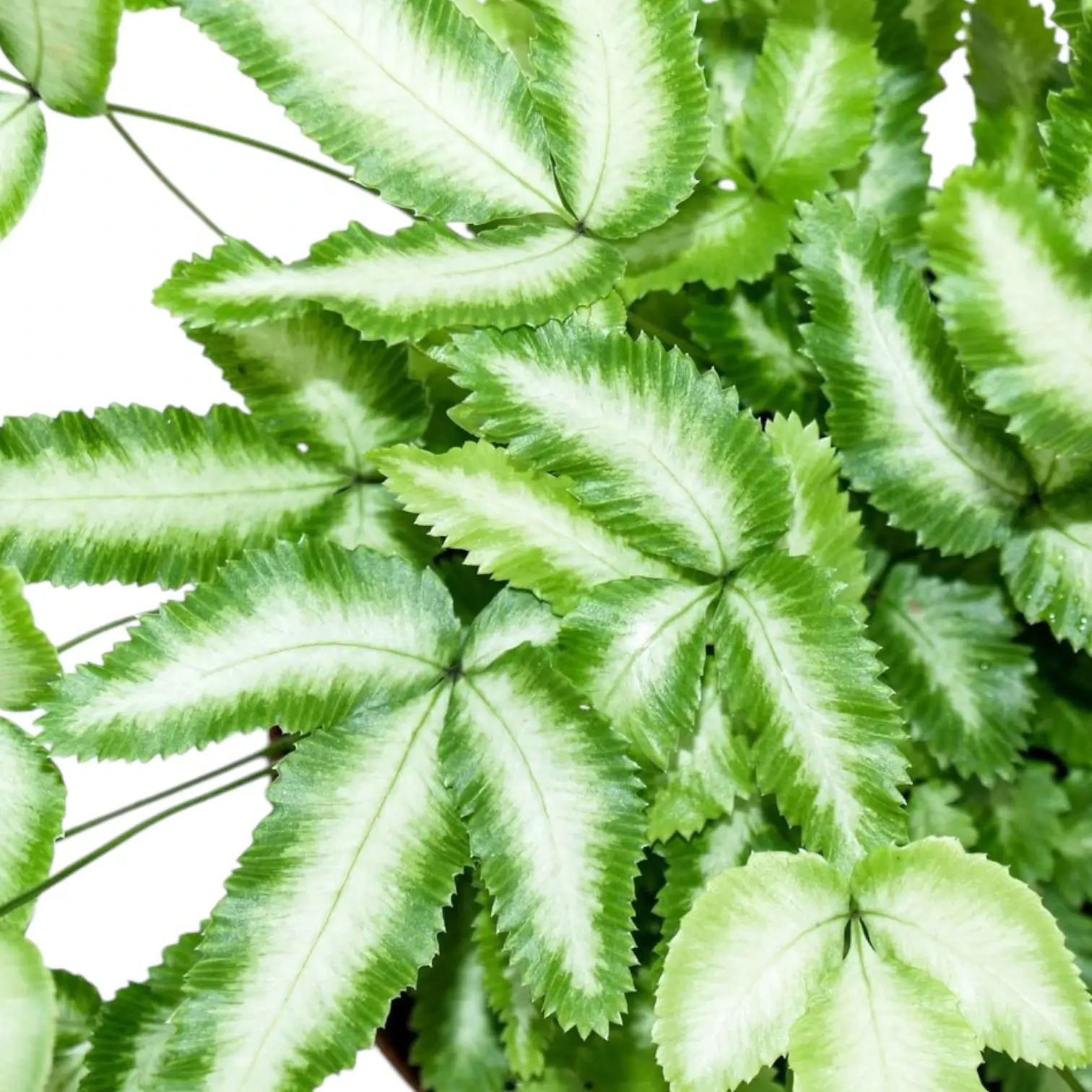 Nahaufnahme eines Wedels von Pteris cretica 'Albolineata' vor weißem Hintergrund.