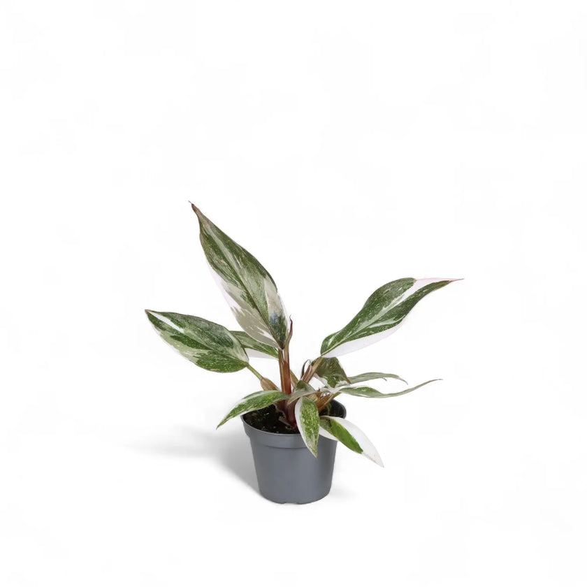 Philodendron 'Anderson's red' potted houseplant in nursery pot on white background, product photo 3.