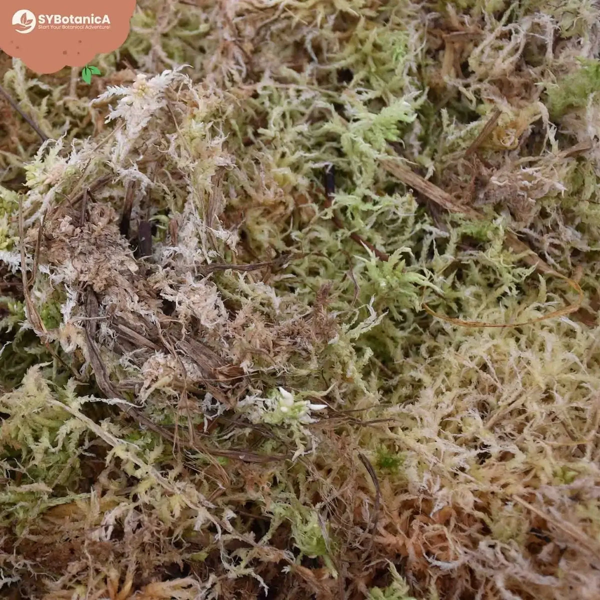Sphagnum-Moos auf weißem Hintergrund, Produktfoto 4.