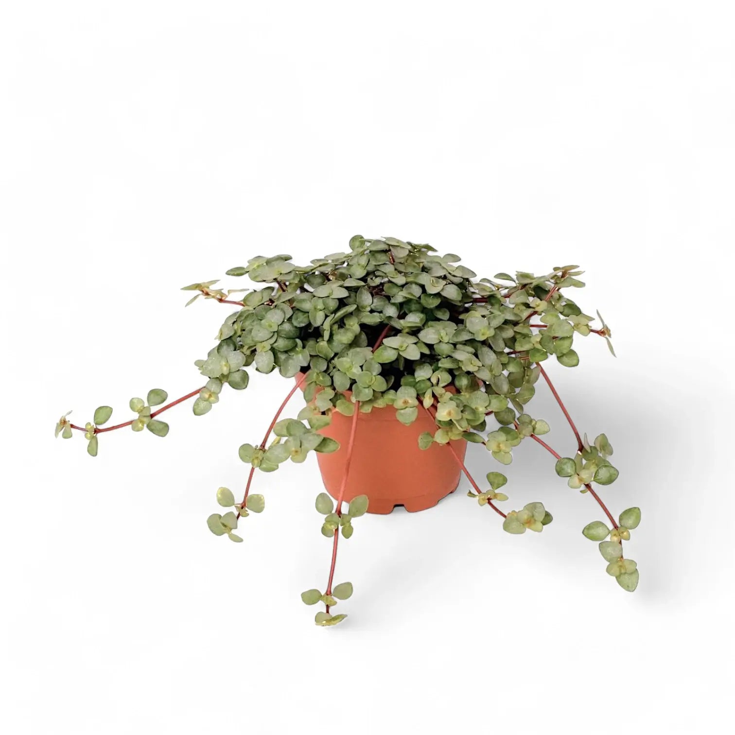 Pilea libanensis 'Greyzy' ('Silver Sparkles') potted houseplant in nursery pot on white background, product photo 4.