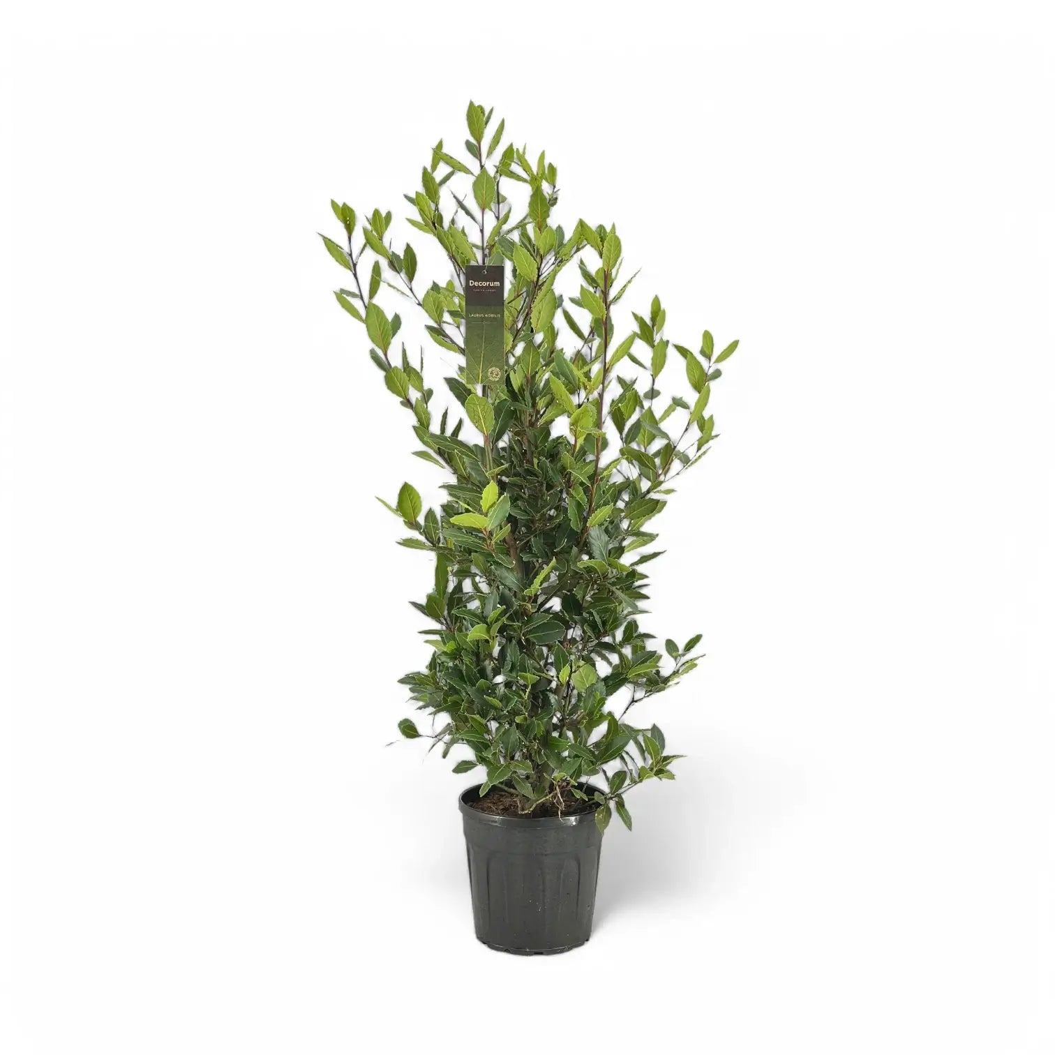 Laurus nobilis potted houseplant in nursery pot on white background, product photo 7.