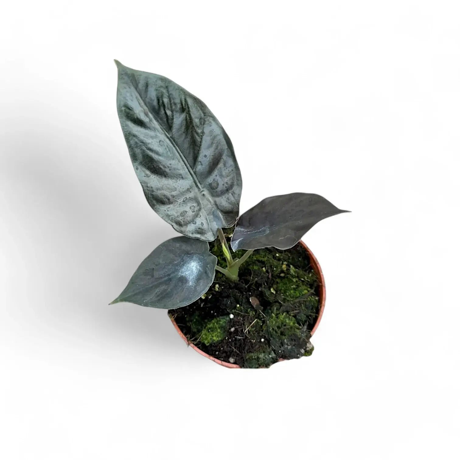 Alocasia infernalis 'Black Magic' – Topfpflanze im Kulturtopf vor weißem Hintergrund, Produktfoto 6.