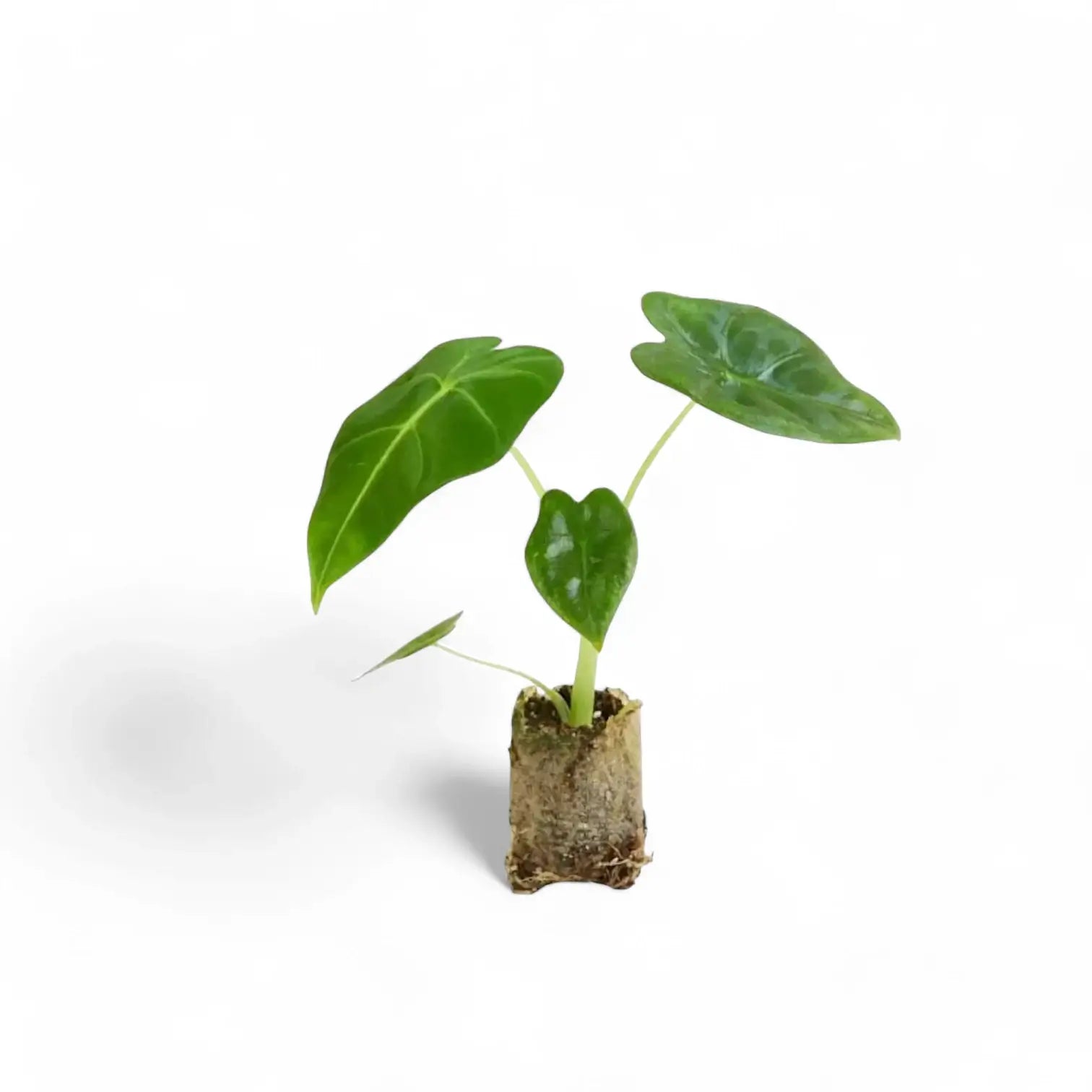 Alocasia micholitziana âGreen velvetâ (âMaxkowskii') potted houseplant in nursery pot on white background, product photo 7.