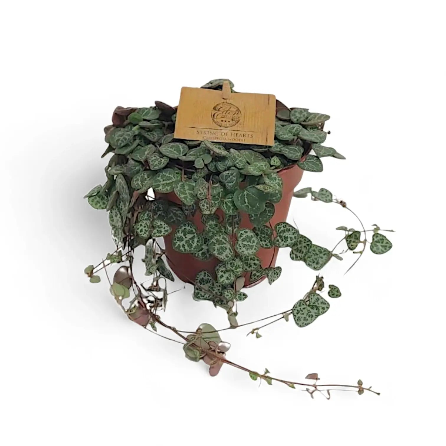 Ceropegia woodii potted houseplant in nursery pot on white background, product photo 5.