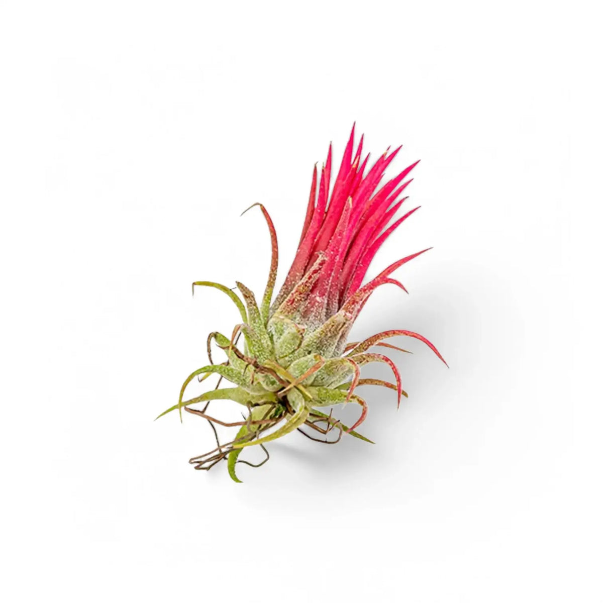 Tillandsia Air Plants