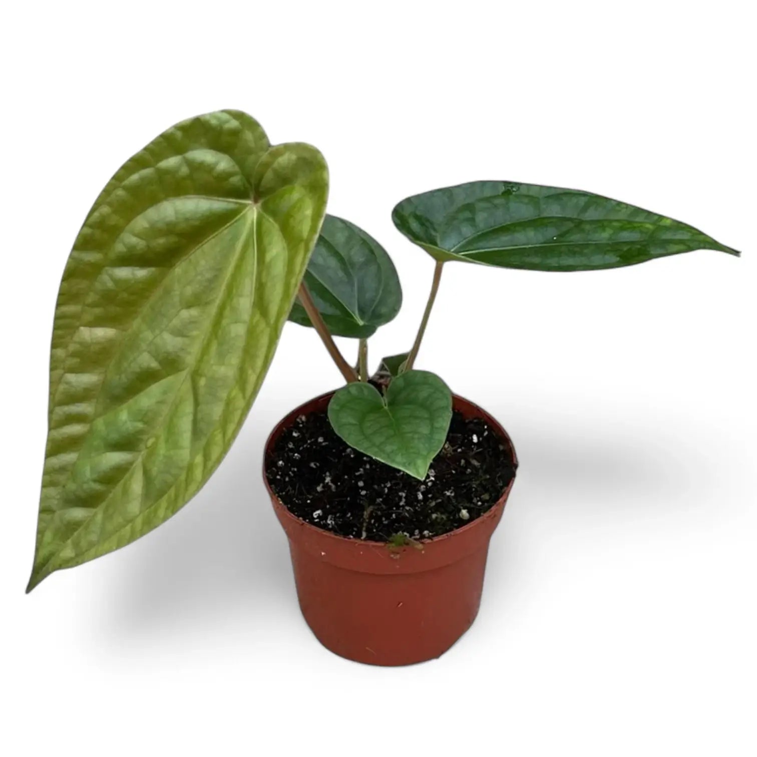 Anthurium magnificum x luxurians potted houseplant in nursery pot on white background, product photo 5.