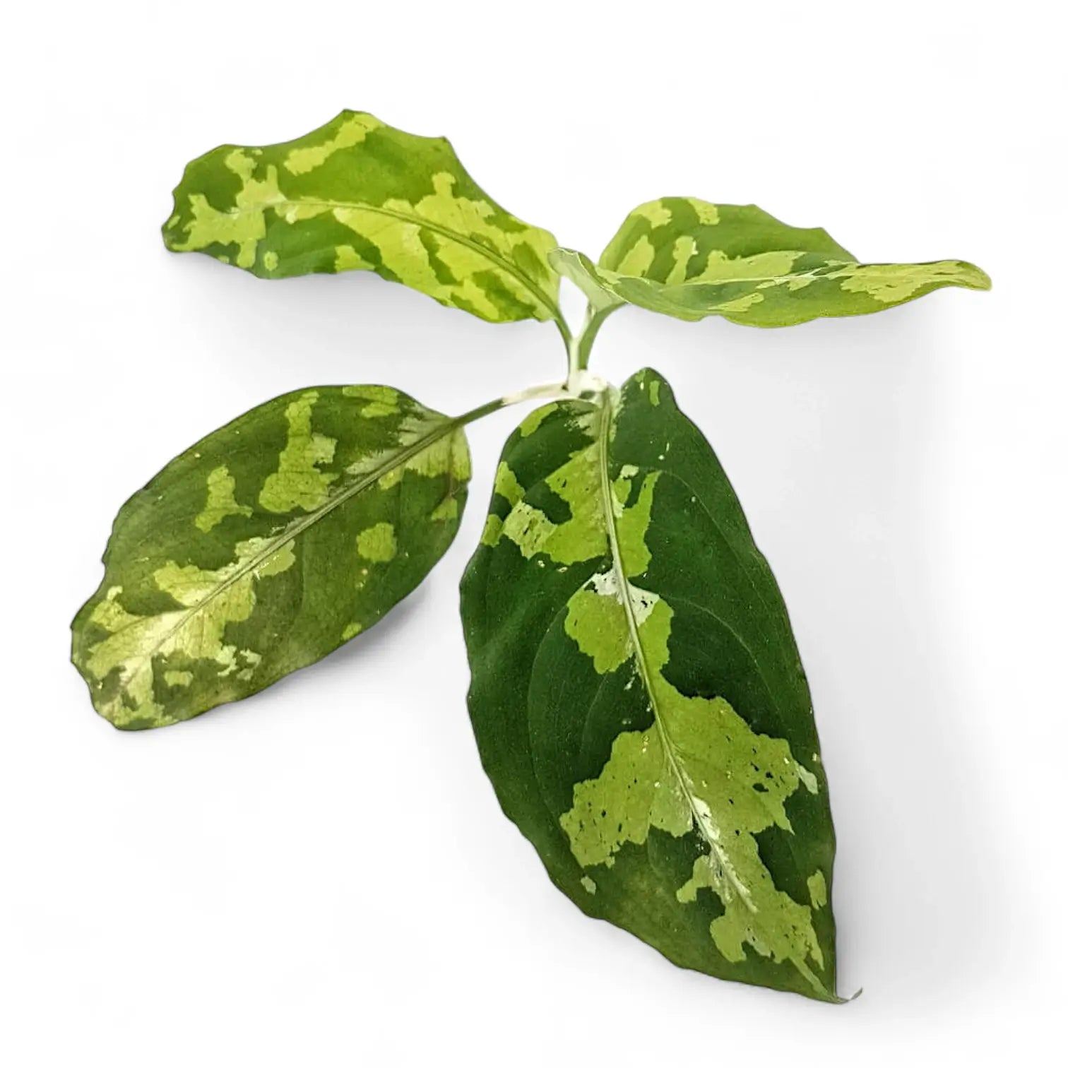 Aglaonema pictum tricolor potted houseplant in nursery pot on white background, product photo 10.