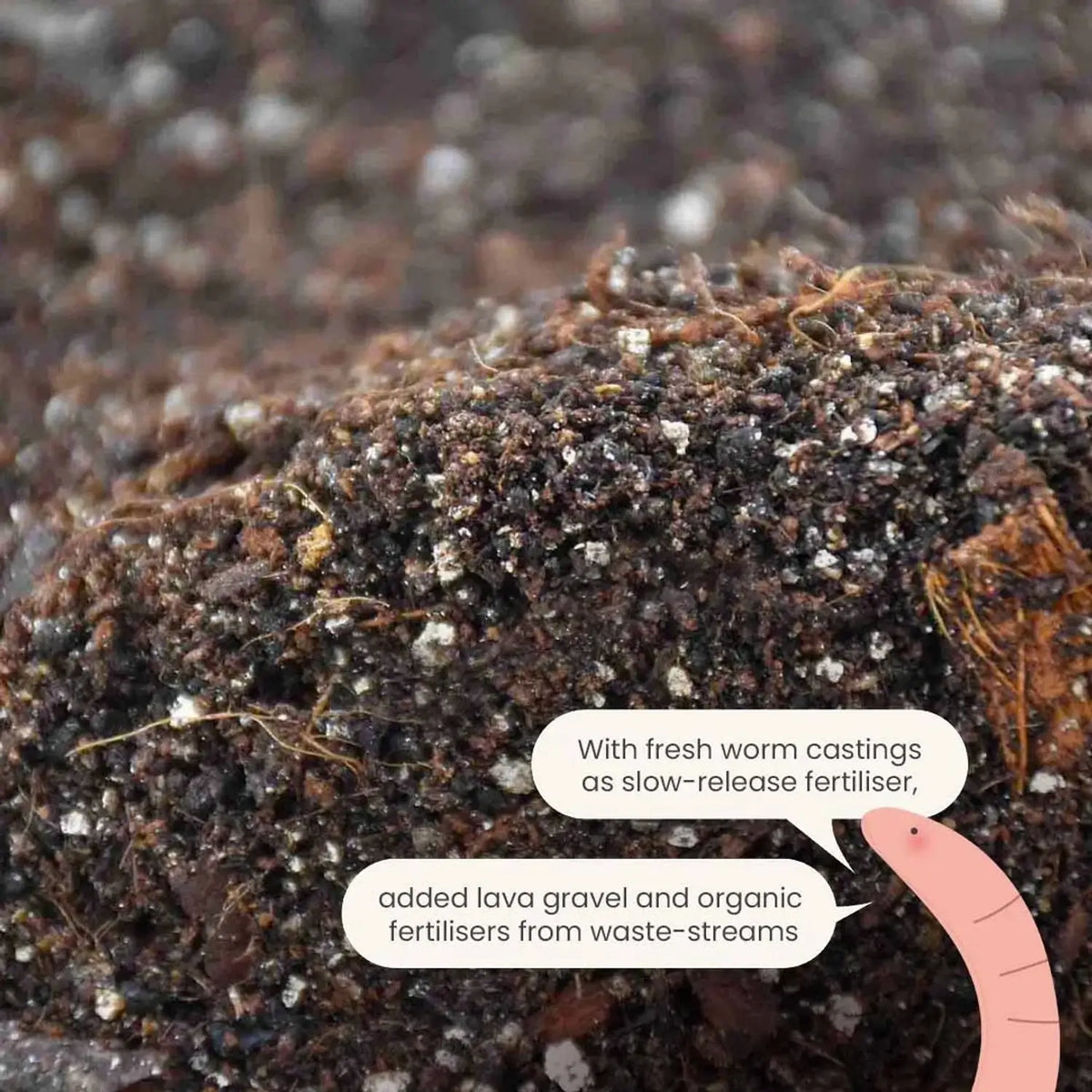 Alocasia-Pflanzsubstrat vor weißem Hintergrund, Produktfoto 10.