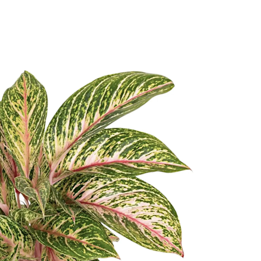 Aglaonema 'Cocomelon' leaf close-up on white background.