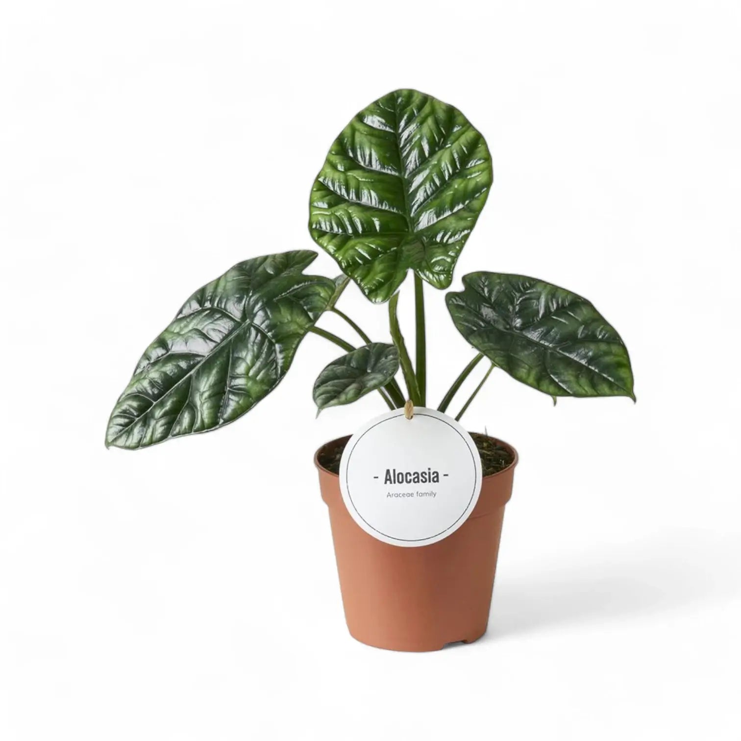 Alocasia sinuata potted houseplant in nursery pot on white background, product photo 5.