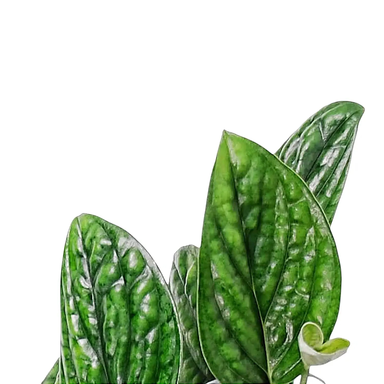 Nahaufnahme eines Blatts von Monstera sp. Peru ('Karstenianum') vor weiĂźem Hintergrund.