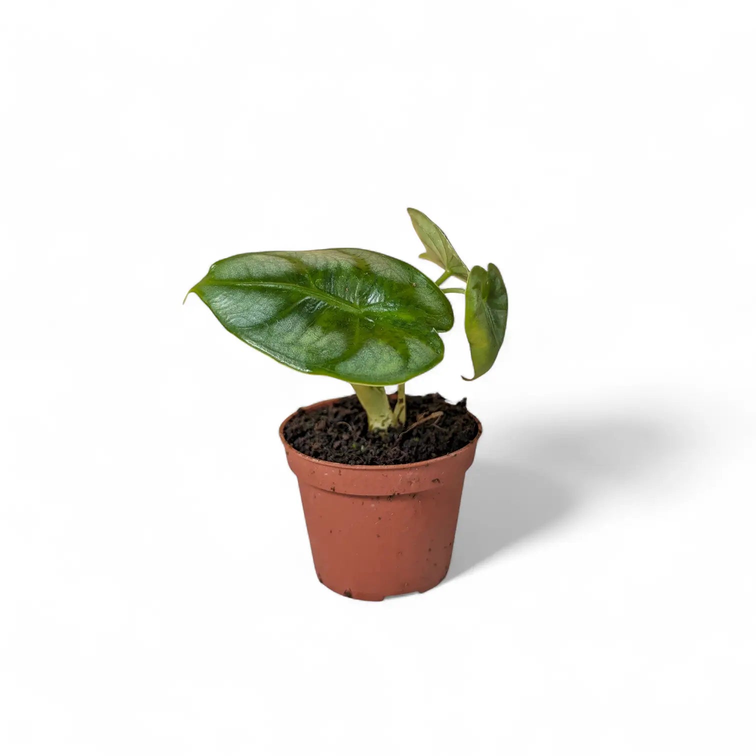 Alocasia reversa – Topfpflanze im Kulturtopf vor weißem Hintergrund, Produktfoto 12.