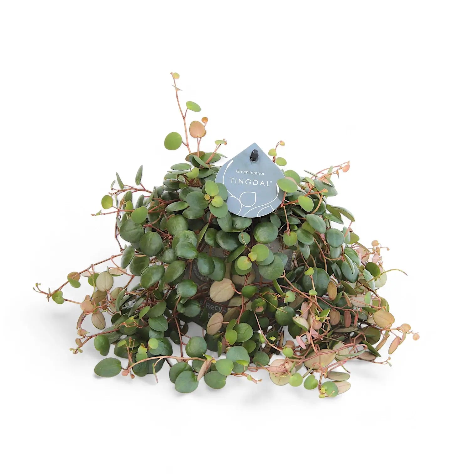 Peperomia 'Pepperspot' – Zimmerpflanze im Kulturtopf auf weißem Hintergrund, Produktfoto 5.