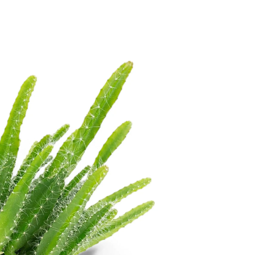 Nahaufnahme eines Triebs von Selenicereus undatus vor weißem Hintergrund.