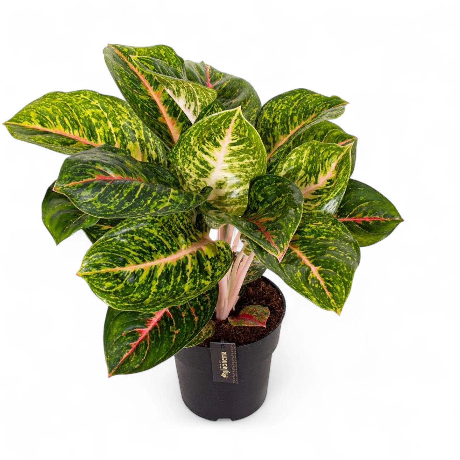 Aglaonema 'Spring Red' – Topfpflanze im Kulturtopf vor weißem Hintergrund, Produktfoto 3.
