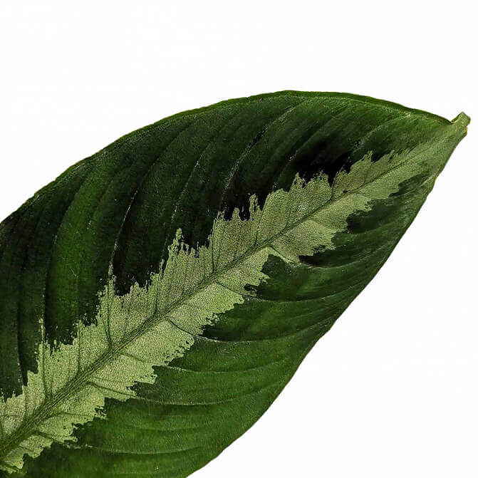 Schismatoglottis sp leaf close-up on white background.