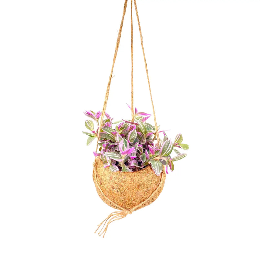 Tradescantia zebrina ‘Sweetness’ in Kokodama potted houseplant in nursery pot on white background, product photo 2.