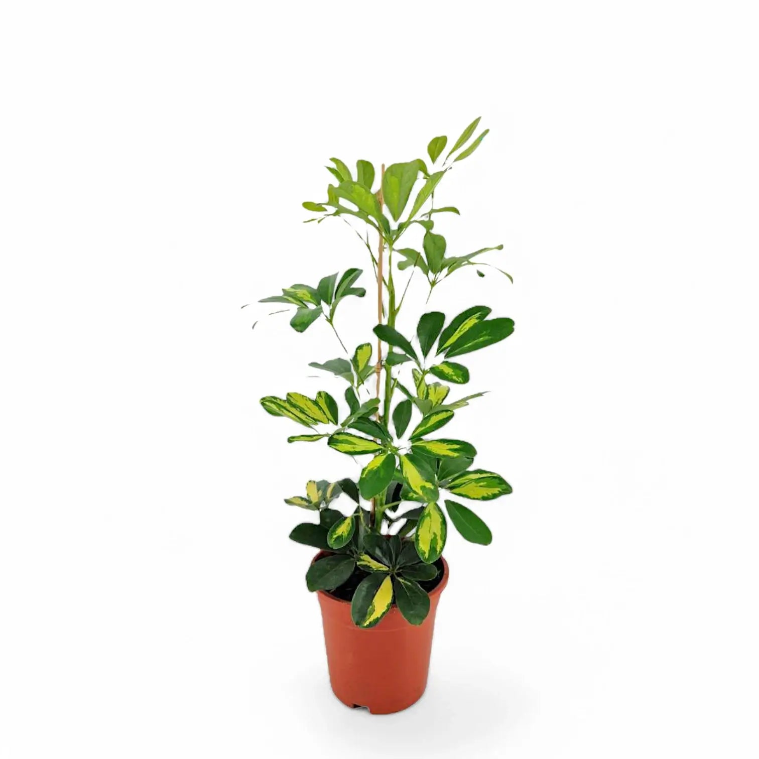 Heptapleurum (Schefflera) arboricola 'Gold Capella' – Zimmerpflanze im Kulturtopf auf weißem Hintergrund, Produktfoto 3.