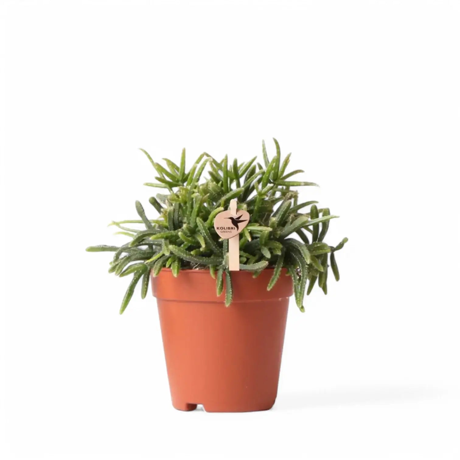 Rhipsalis teres f. prismatica – Zimmerpflanze im Kulturtopf auf weißem Hintergrund, Produktfoto 2.