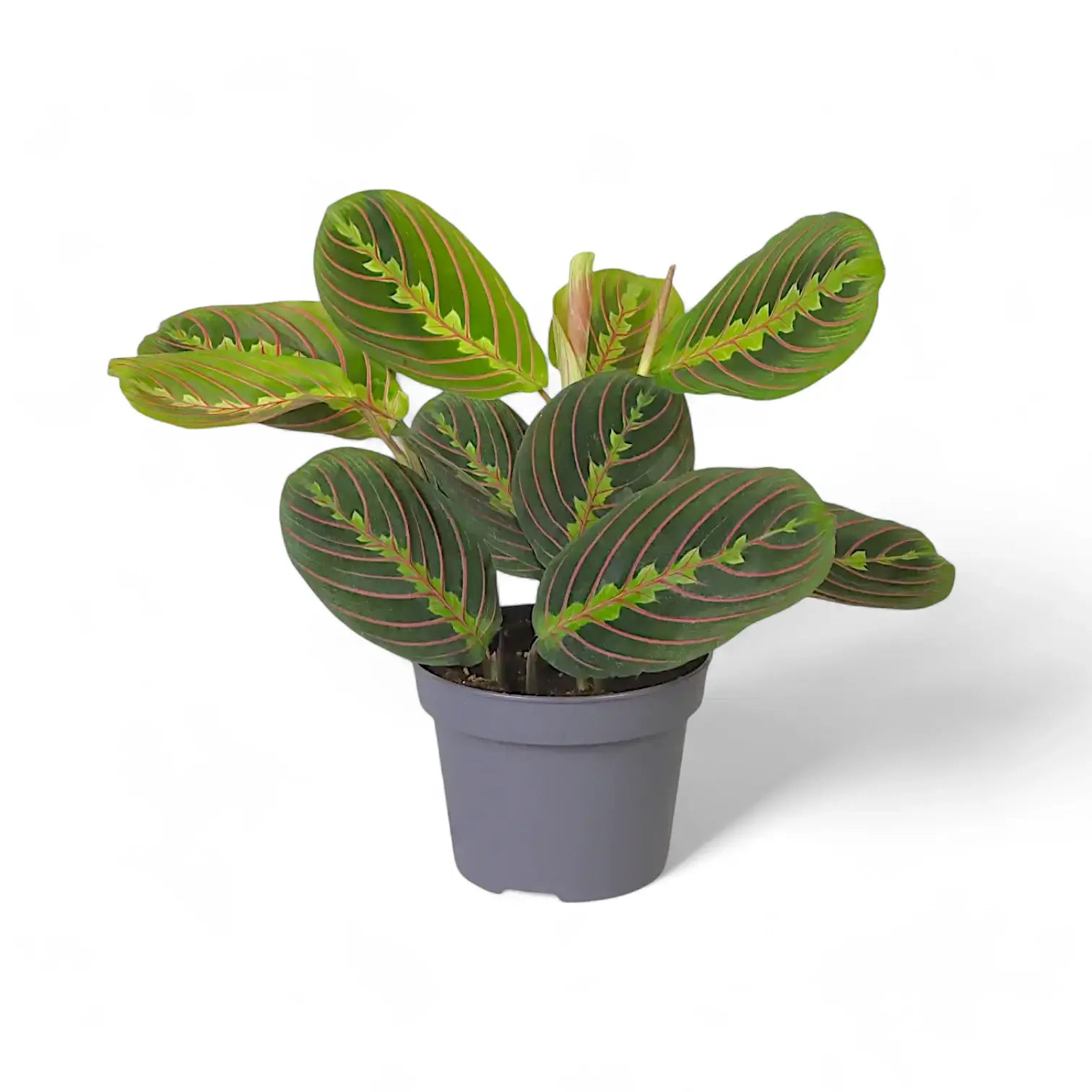 Maranta leuconeura 'Fascinator' ('Tricolor', 'Red Stripe') – Zimmerpflanze im Kulturtopf auf weißem Hintergrund, Produktfoto 6.