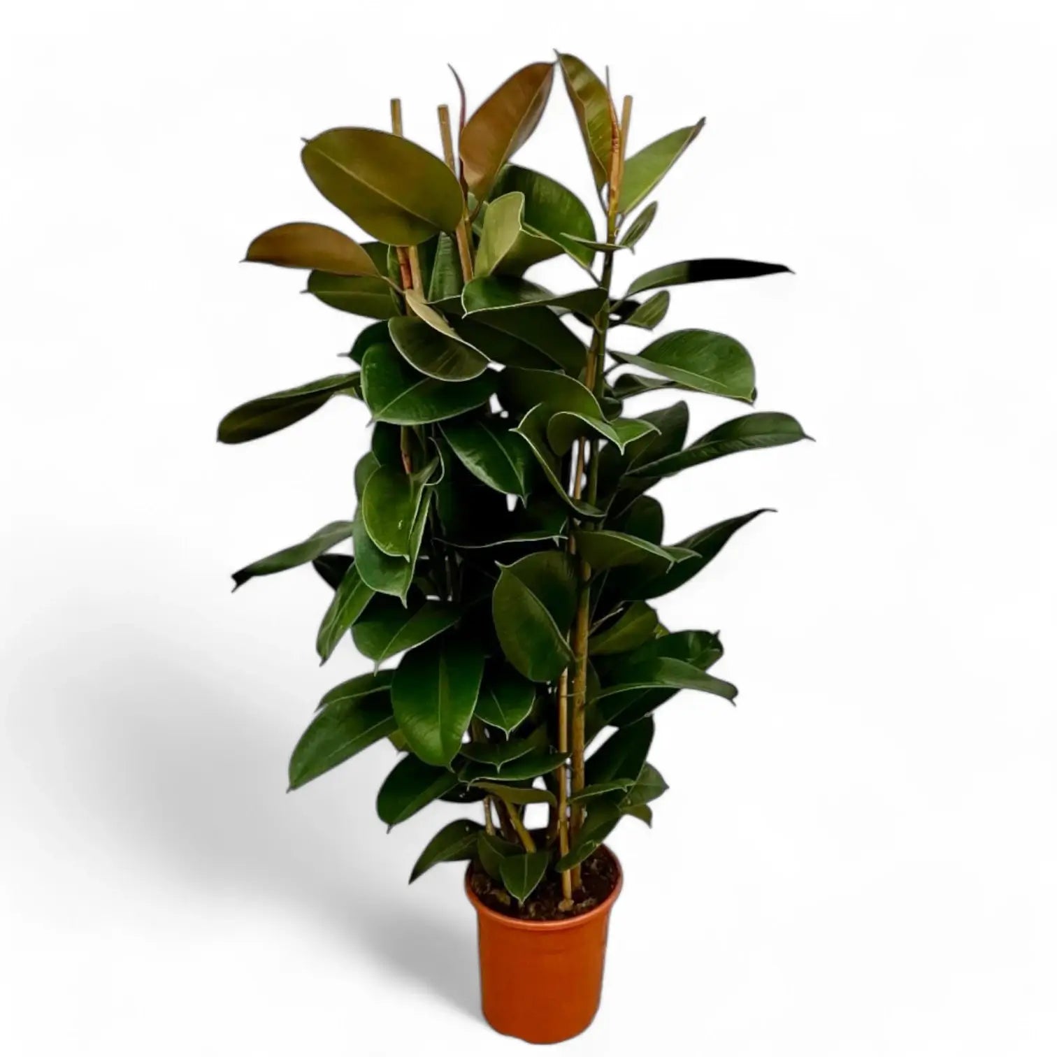 Ficus elastica 'Robusta' – Topfpflanze im Kulturtopf vor weißem Hintergrund, Produktfoto 15.