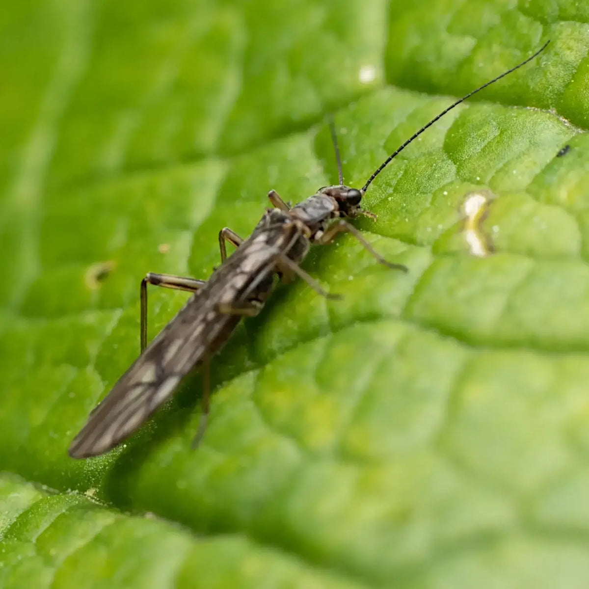 Chrysoperla carnea - gegen Blattläuse und Thripse vor weißem Hintergrund, Produktfoto 4.