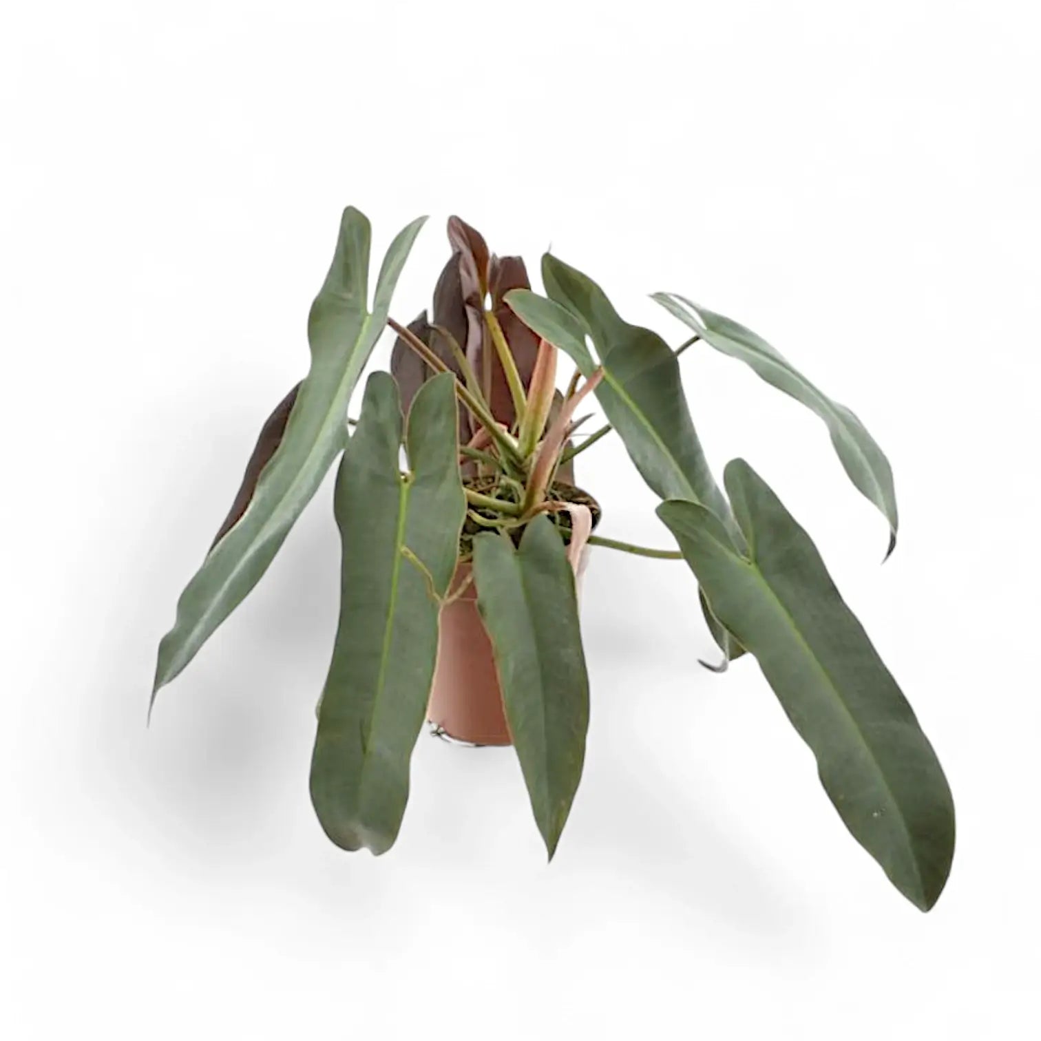 Philodendron atabapoense potted houseplant in nursery pot on white background, product photo 9.