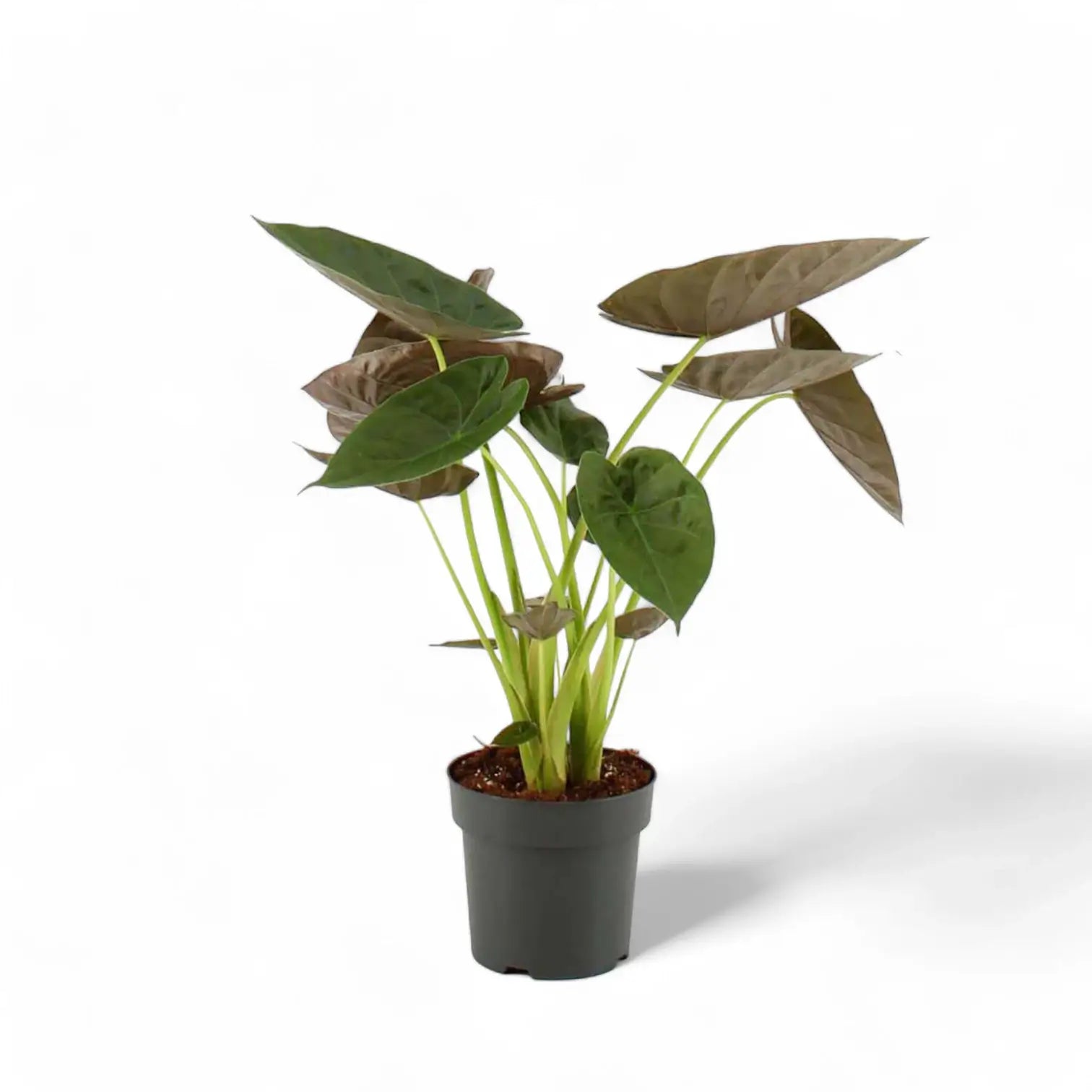 Alocasia wentii – Topfpflanze im Kulturtopf vor weißem Hintergrund, Produktfoto 6.