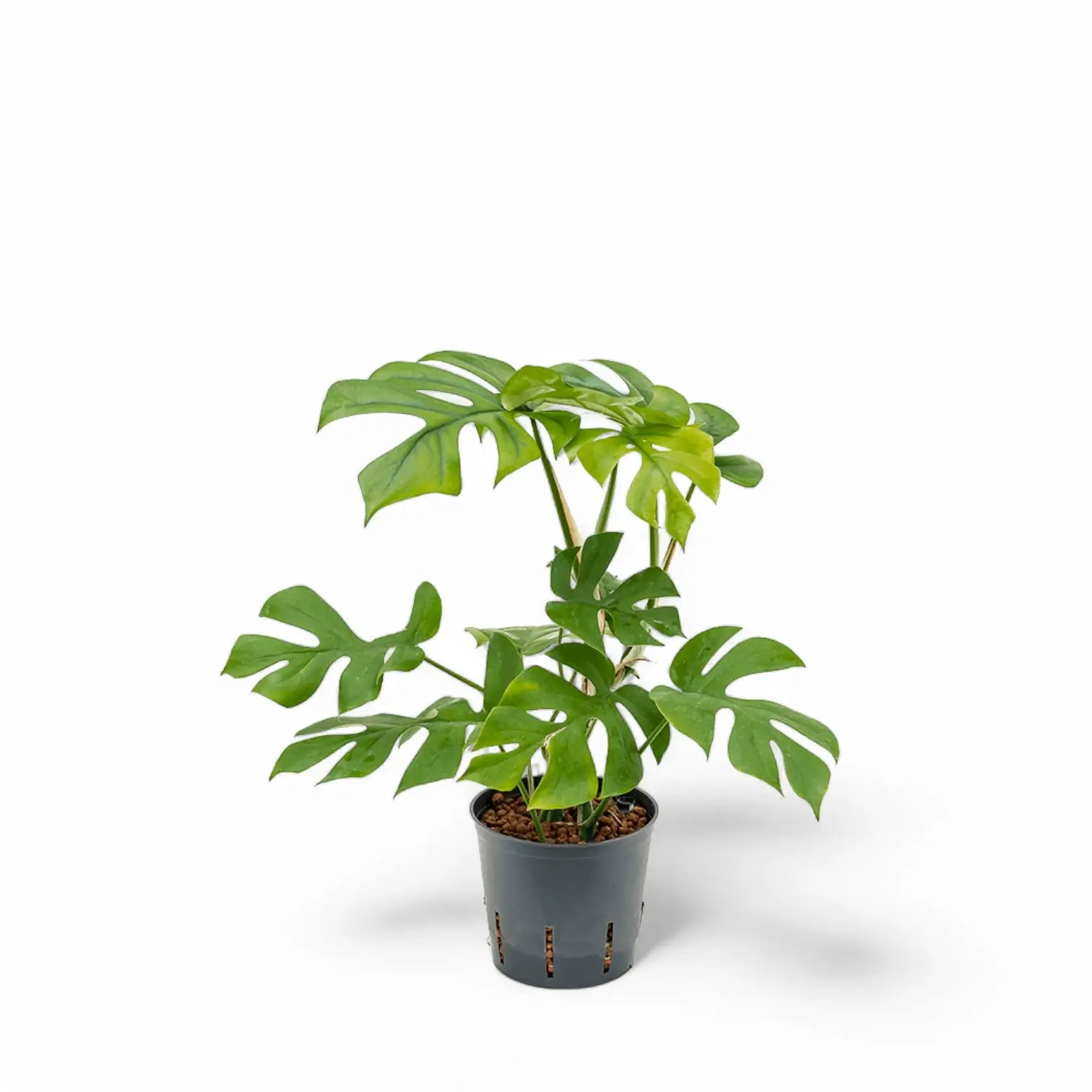 Rhaphidophora tetrasperma potted houseplant in nursery pot on white background, product photo 4.