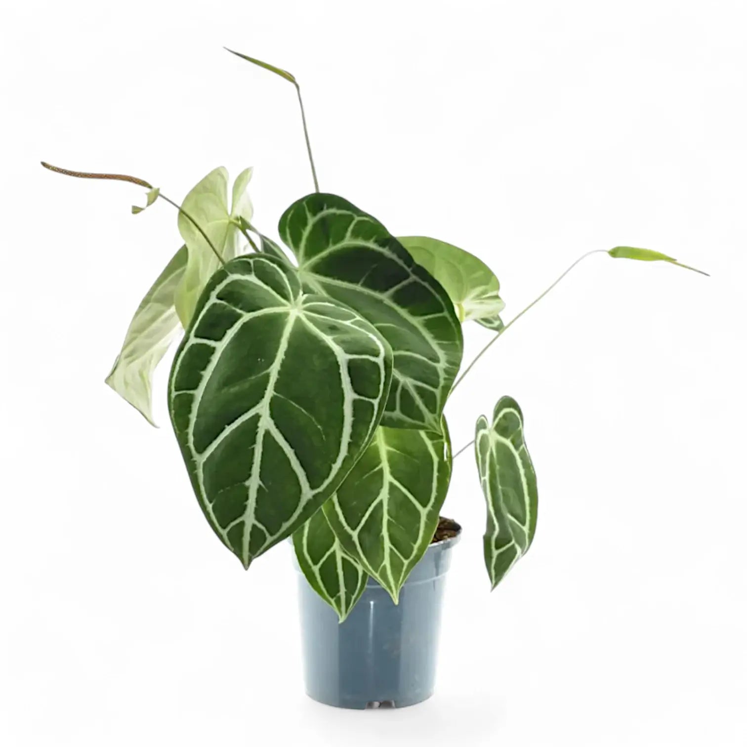 Anthurium crystallinum potted houseplant in nursery pot on white background, product photo 14.