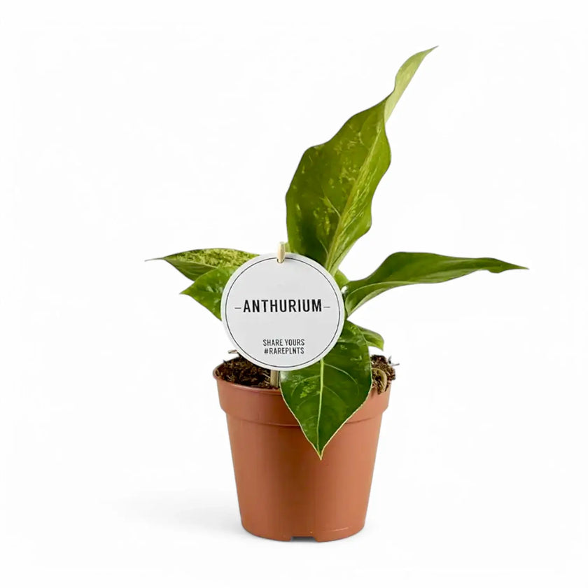 Anthurium hookeri variegata potted houseplant in nursery pot on white background, product photo 2.