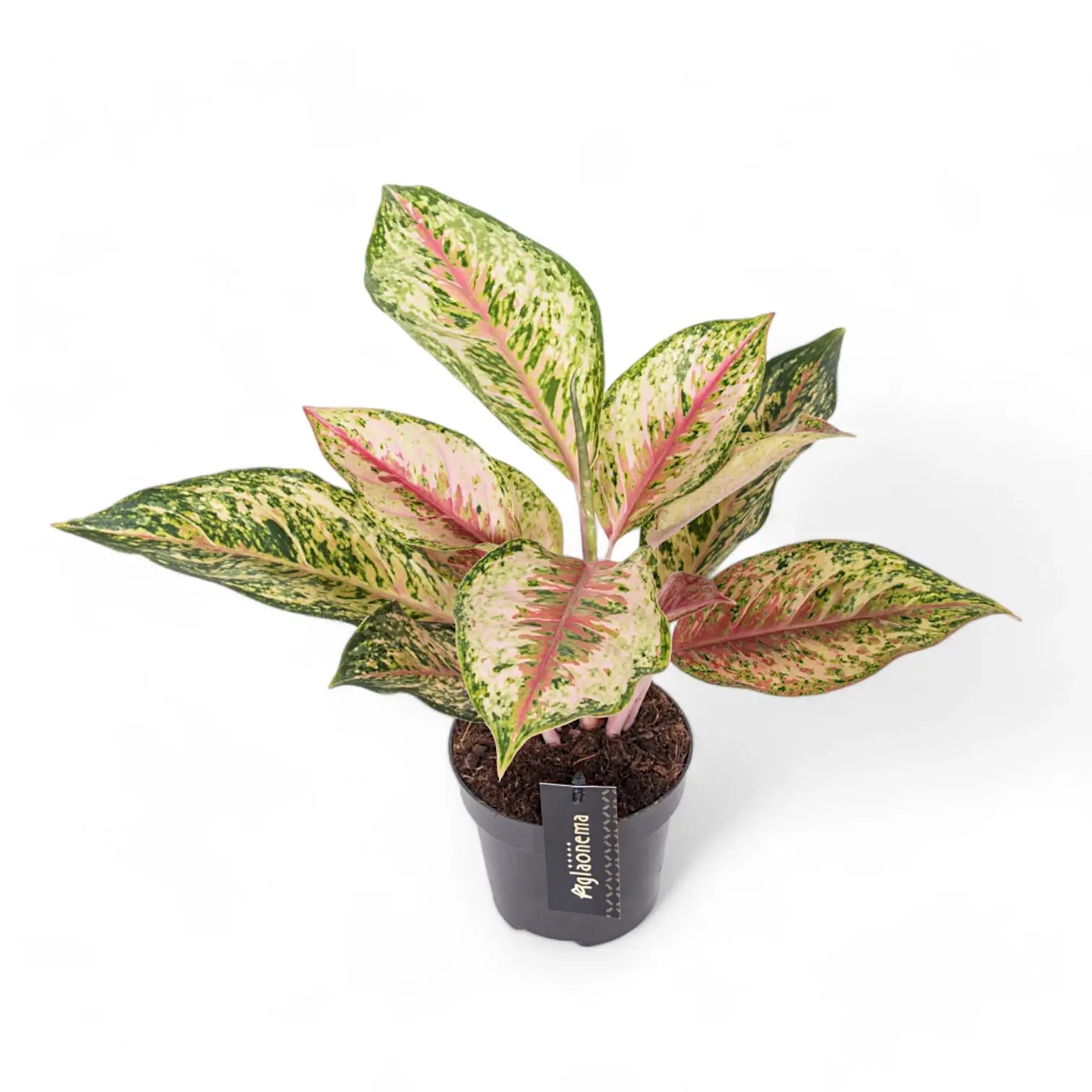 Aglaonema 'Painted Celebration' – Topfpflanze im Kulturtopf vor weißem Hintergrund, Produktfoto 2.