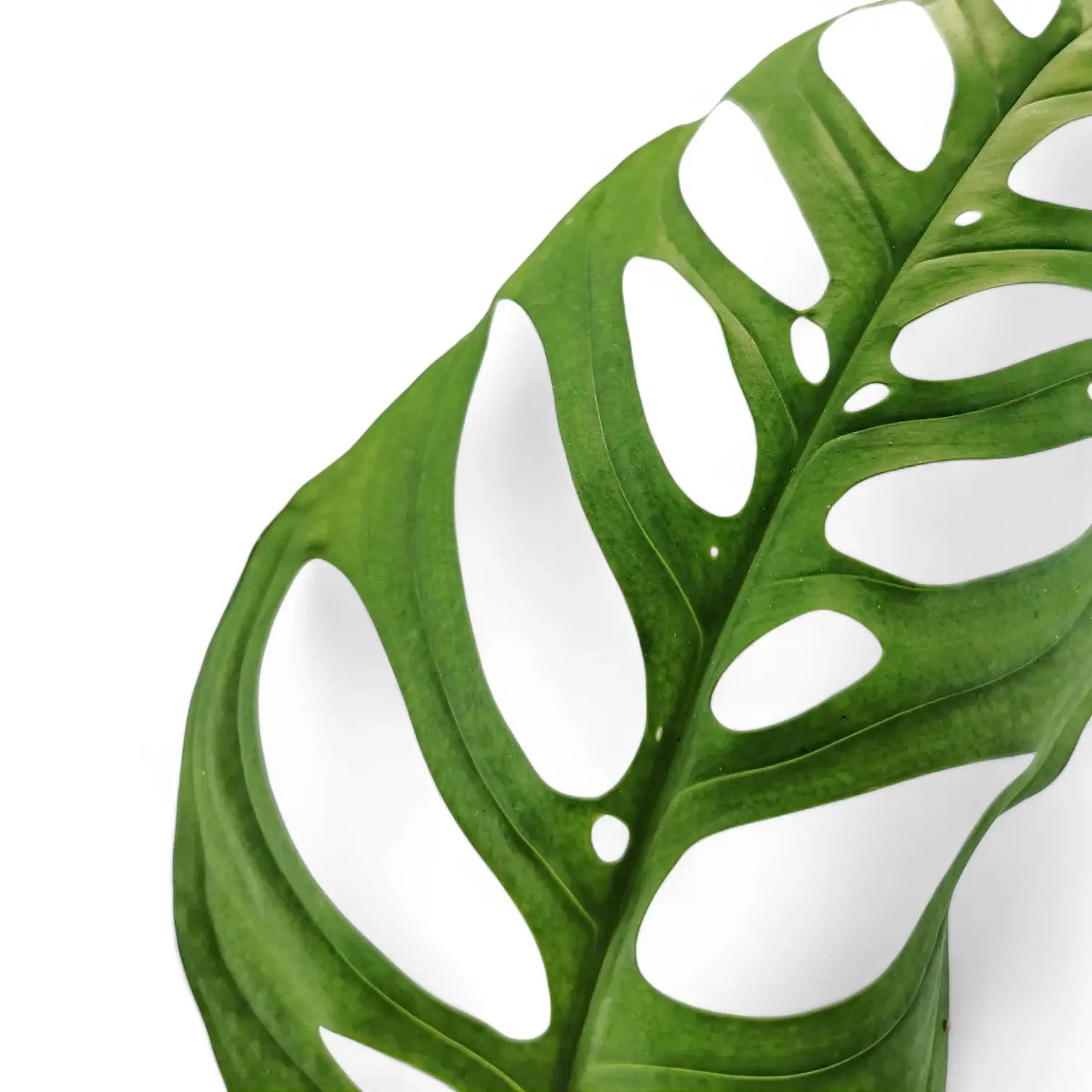 Monstera 'Esqueleto' – Zimmerpflanze im Kulturtopf auf weißem Hintergrund, Produktfoto 10.