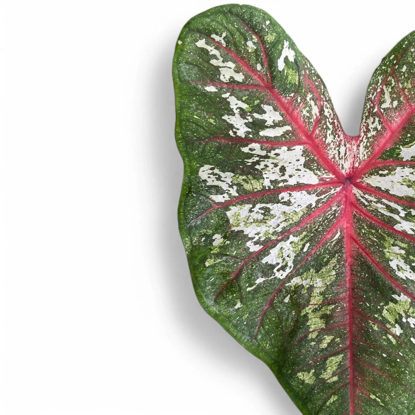 Nahaufnahme eines Blatts von Caladium 'Tapestry' vor weiĂźem Hintergrund.