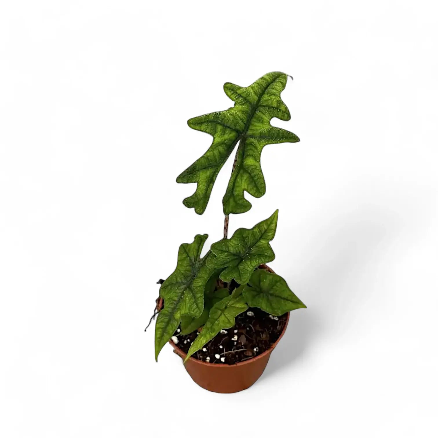 Alocasia 'Jacklyn' – Zimmerpflanze im Kulturtopf auf weißem Hintergrund, Produktfoto 10.