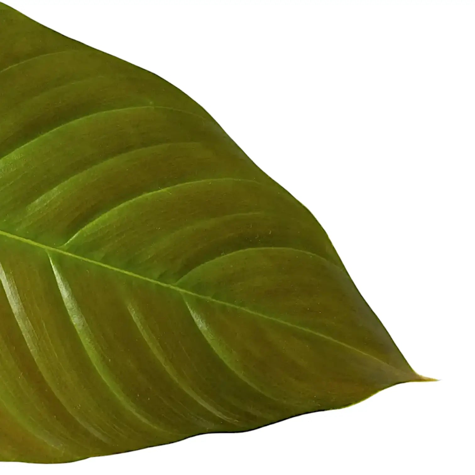 Philodendron grandipes leaf close-up on white background.