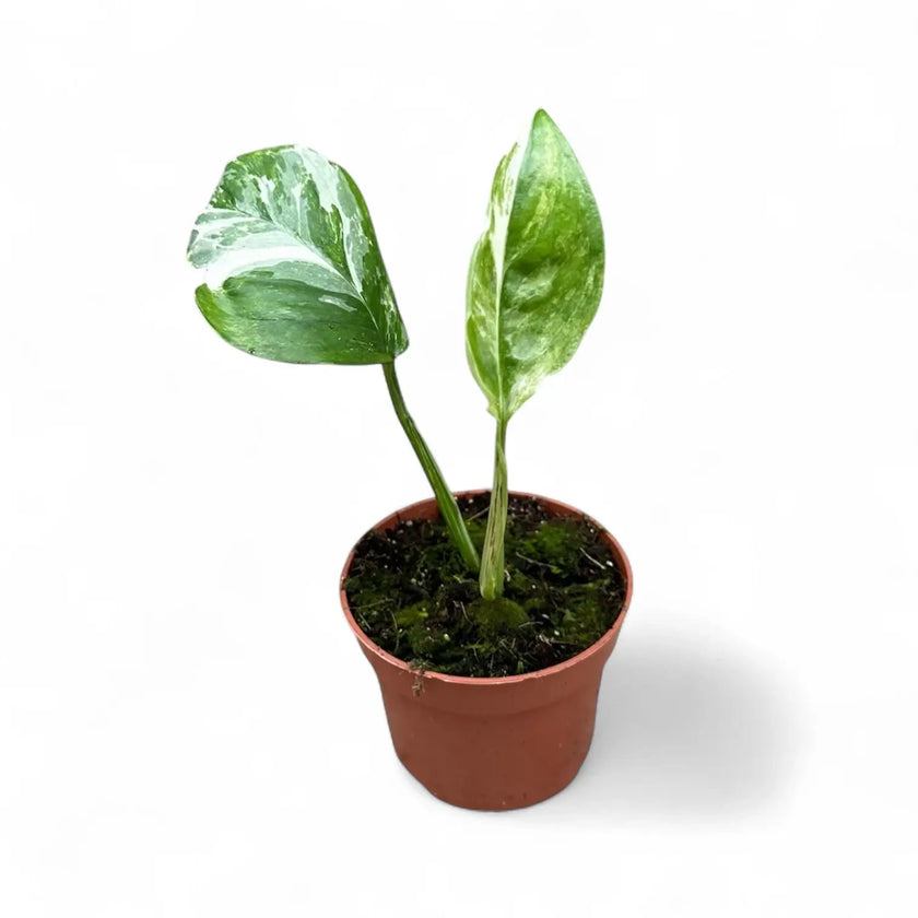 Monstera lechleriana variegata – Zimmerpflanze im Kulturtopf auf weißem Hintergrund, Produktfoto 2.