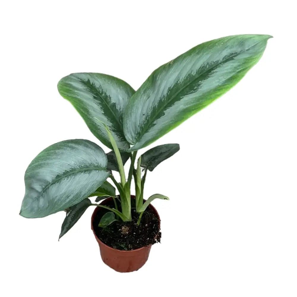 Schismatoglottis sp. Borneo 'Silver' potted houseplant in nursery pot on white background, product photo 2.