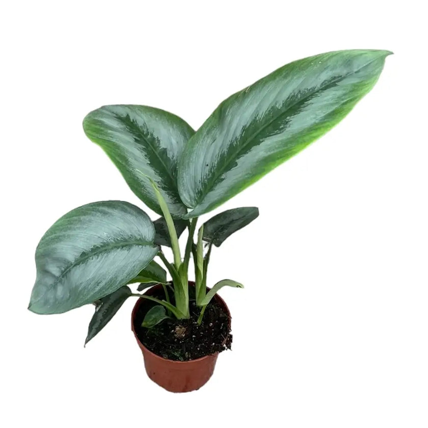 Schismatoglottis sp. Borneo 'Silver' potted houseplant in nursery pot on white background, product photo 2.