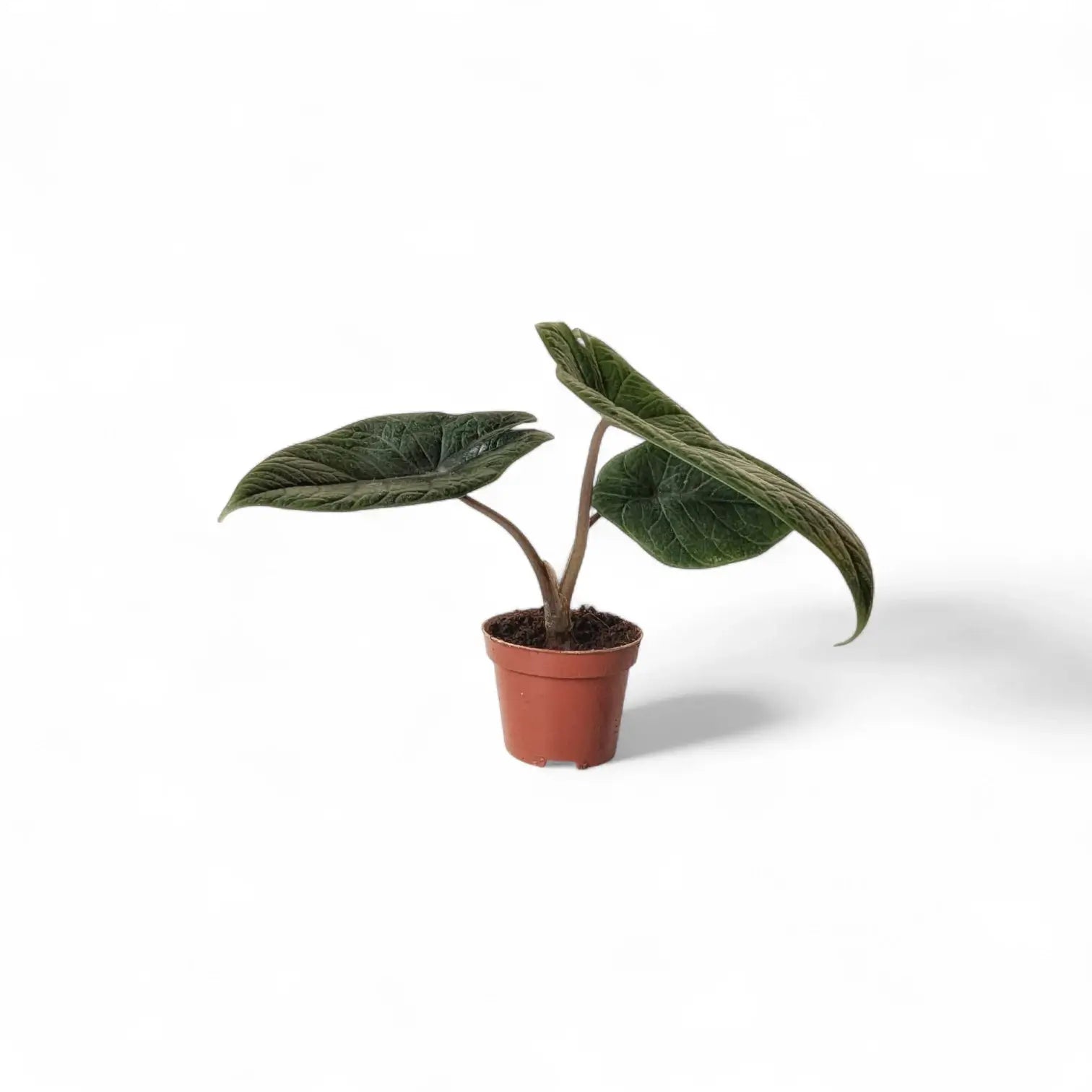 Alocasia scalprum – Topfpflanze im Kulturtopf vor weißem Hintergrund, Produktfoto 5.