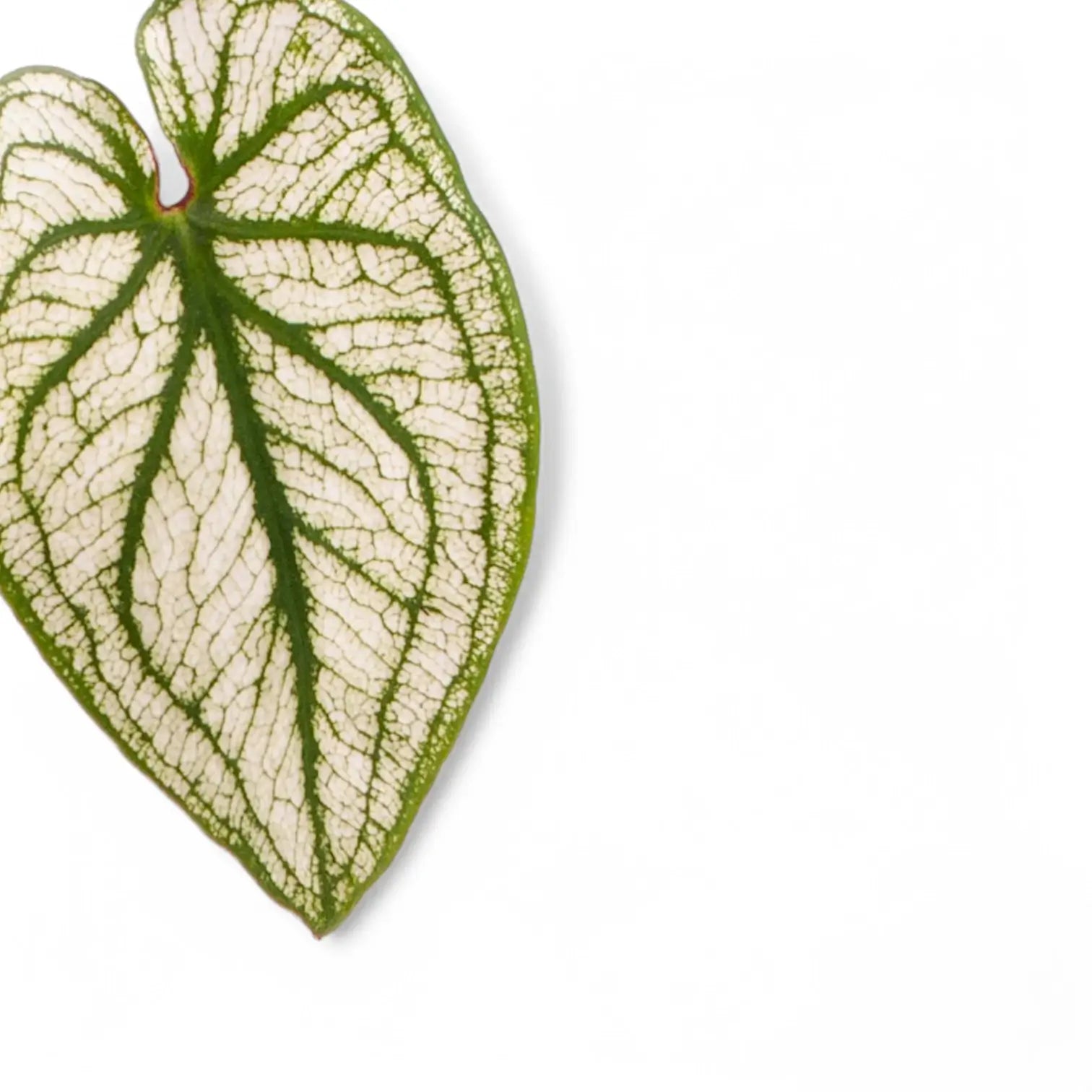 Caladium 'Pliage' leaf close-up on white background.