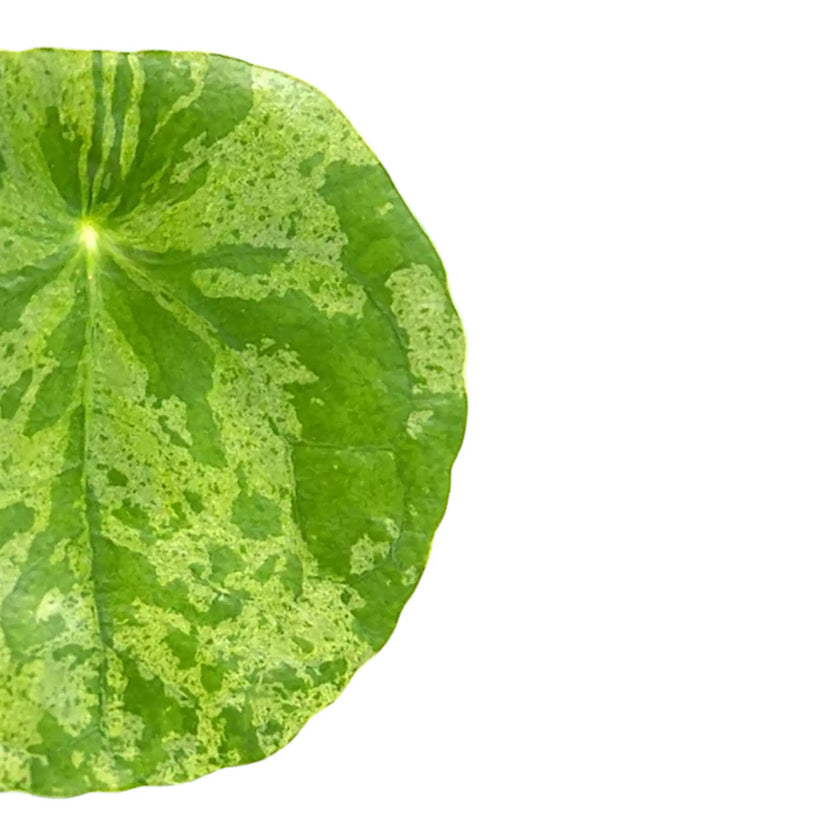 Nahaufnahme eines Blatts von Pilea peperomioides 'Mojito' vor weiĂem Hintergrund.